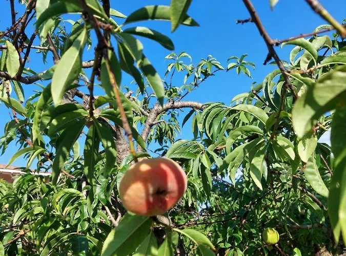 Piersepp 住宿加早餐酒店