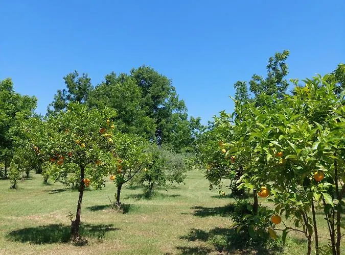 Bed & Breakfast Piersepp Trappitello